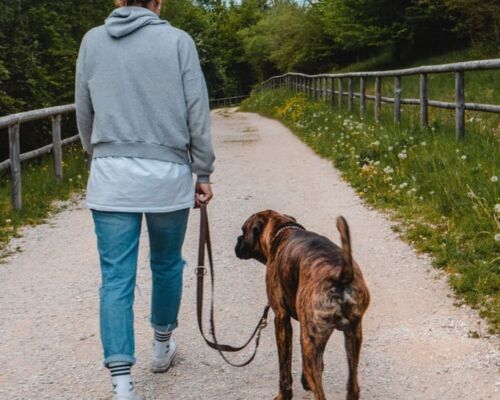 gassigehen-augsburg-muenchen gassigehen-augsburg-muenchen