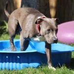 hundetagesstaette-badezeit