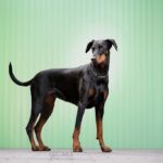 hundetraining-gassi-service-augsburg