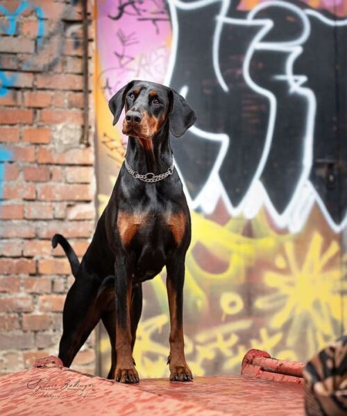 hundetraining-graffiti hundetraining-graffiti