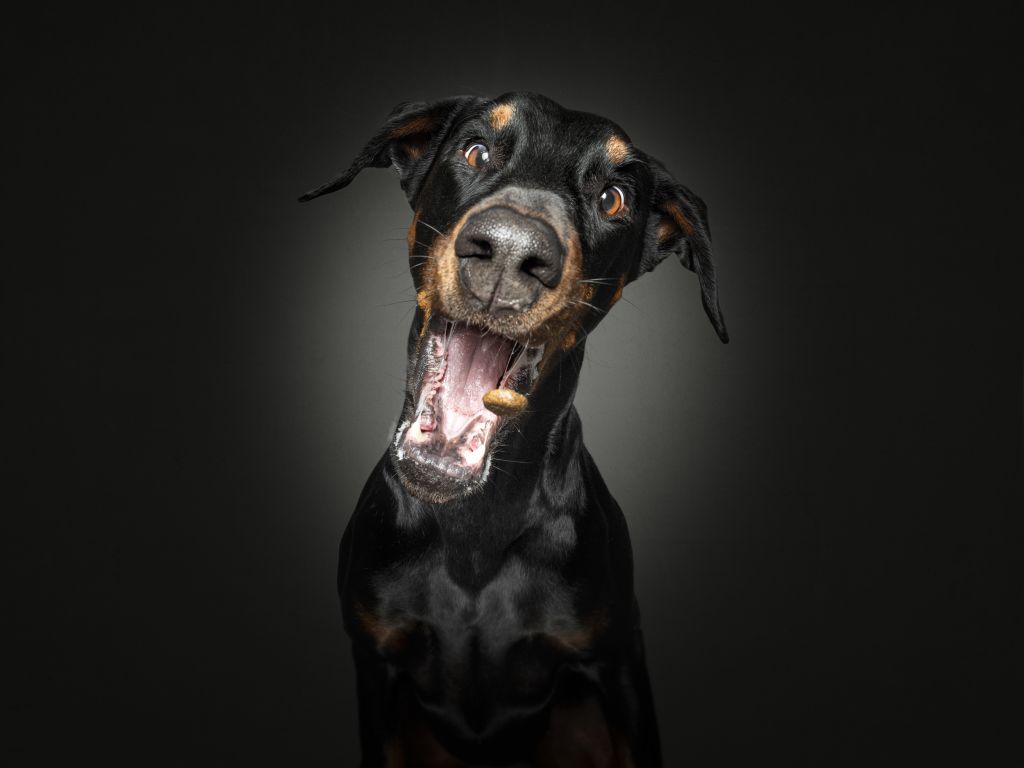 Vorbereitung Wesenstest