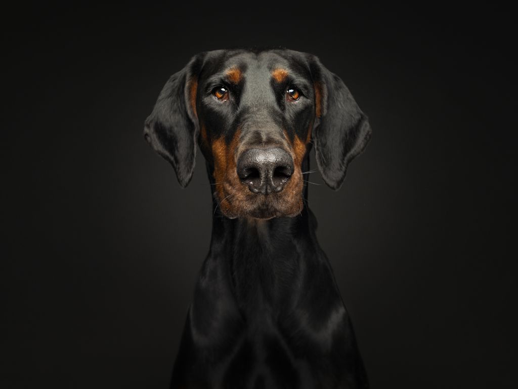 Beratung vor dem Welpenkauf