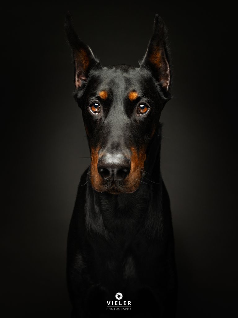 Tierschutzhund aus dem In- oder Ausland